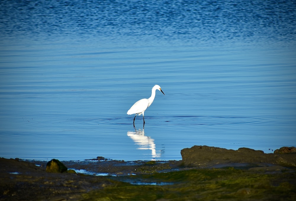 Snowy egret surrounded by body of water during daytime 